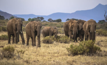 Elephants