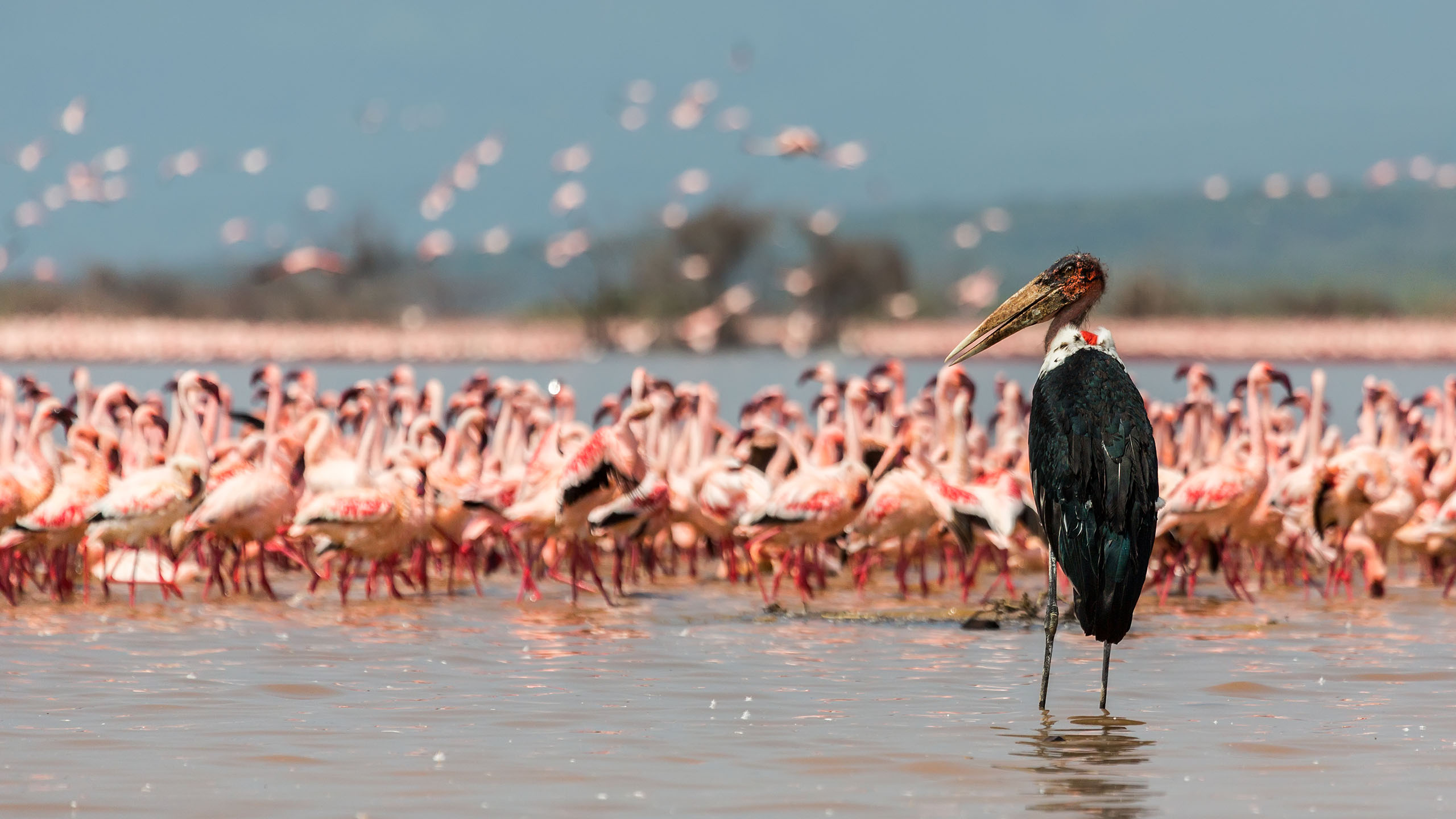 lake Nivasha. Kenya Safaris