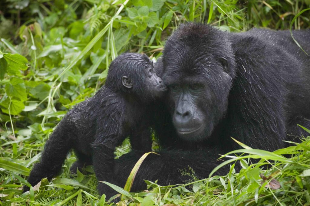 MountainGorilla-Love-BrentStirton-scaled