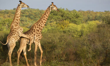 Giraffe