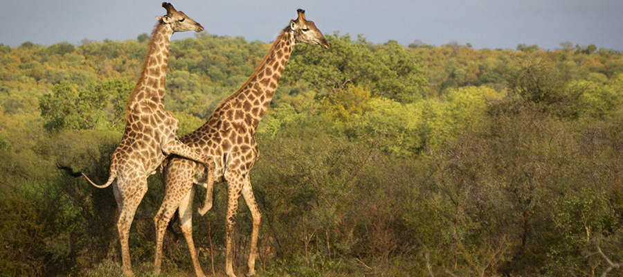 Giraffe