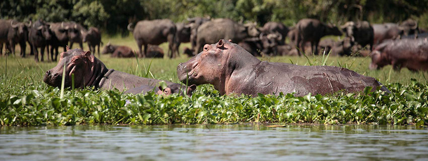 hippopotame.