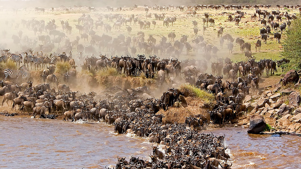 Great Migration, Masai Mara, serengenti National Park. Kenya Tanzania Safaris