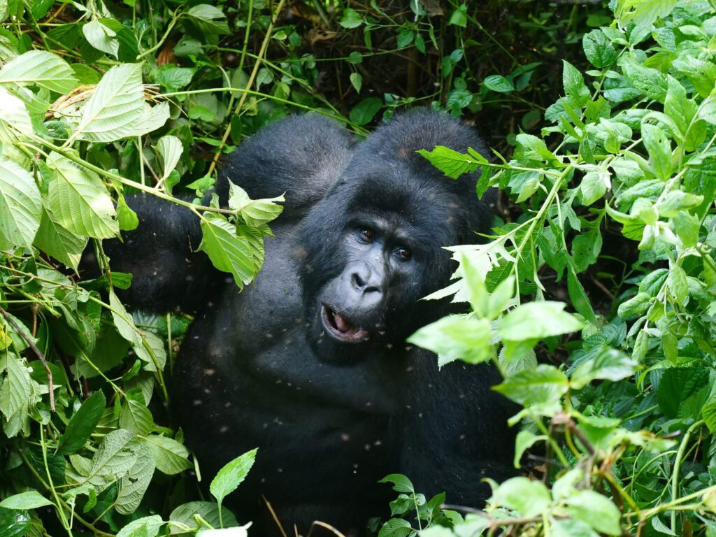 Mountain Gorilla