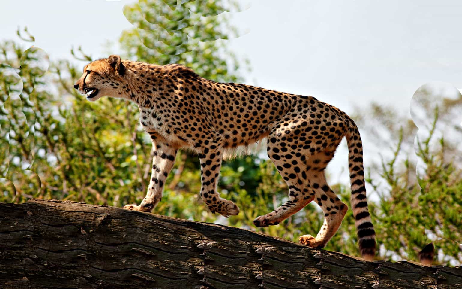 Leopard