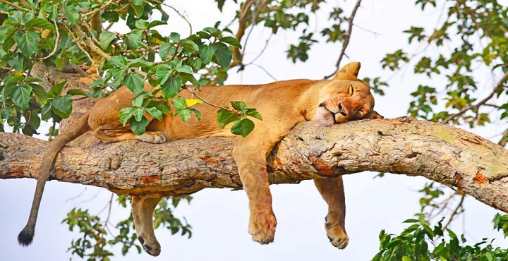 Tree Climbing lion