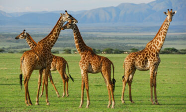 Giraffe