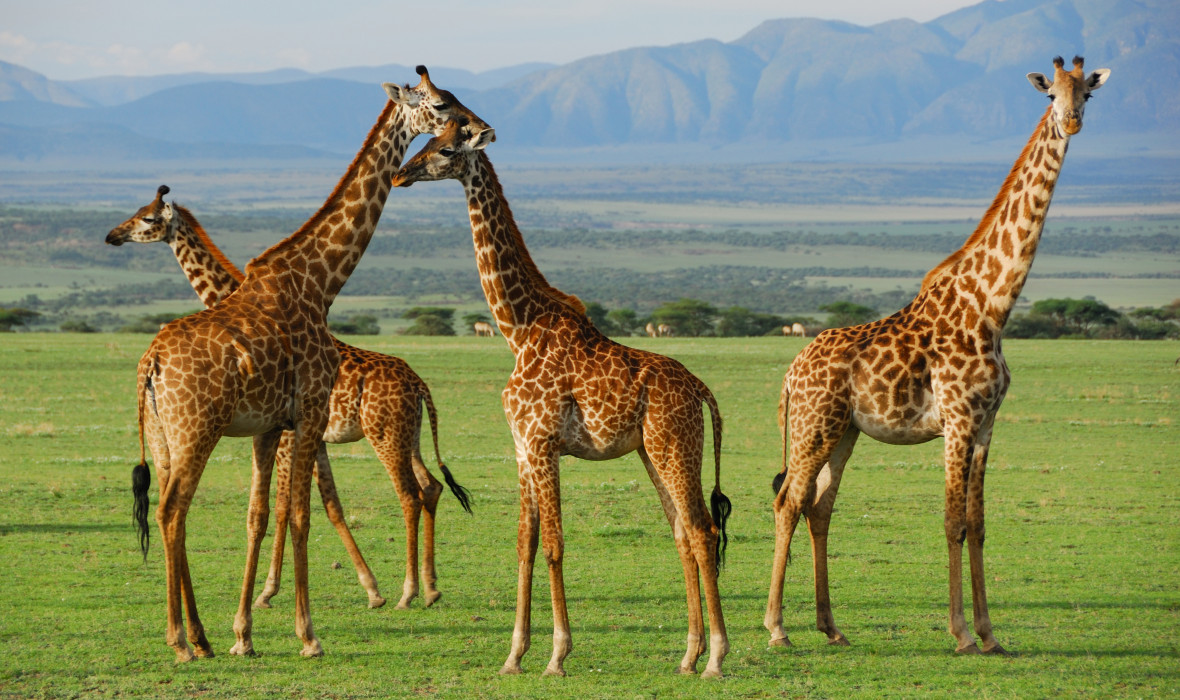 Giraffe