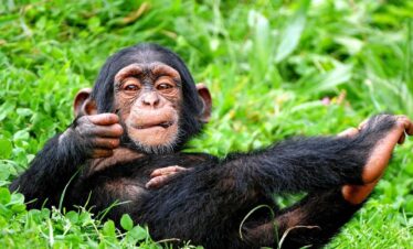 Chimpanzees