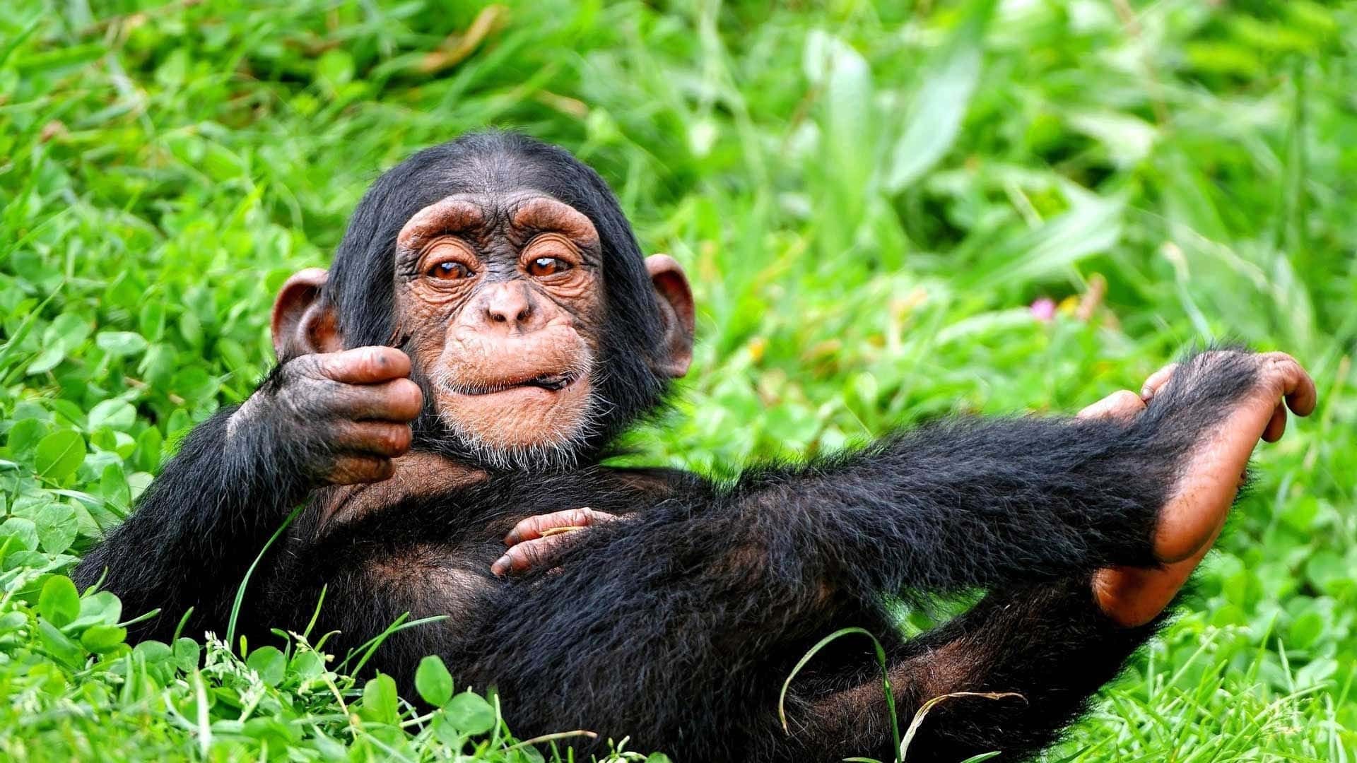 Chimpanzees